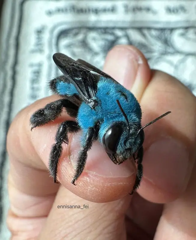 A Abelha Azul Solitária: Um Inseto Raro e Fascinante Que Encanta o Mundo Científico