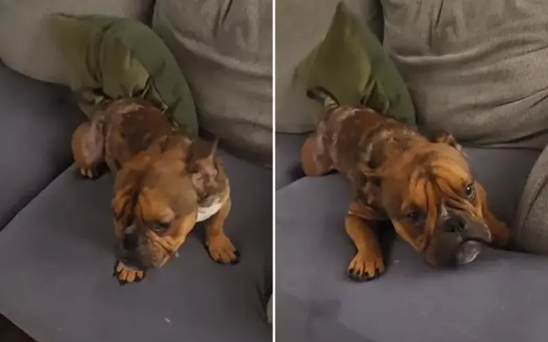 Vídeo viral: cão resgatado se aconchega no sofá e conquista a internet Vídeo viral: cão resgatado se aconchega no sofá e conquista a internet