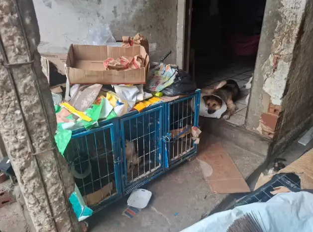 Suspeitos de realizar cirurgias ilegais em animais são presos em Teresina Suspeitos de realizar cirurgias ilegais em animais são presos em Teresina