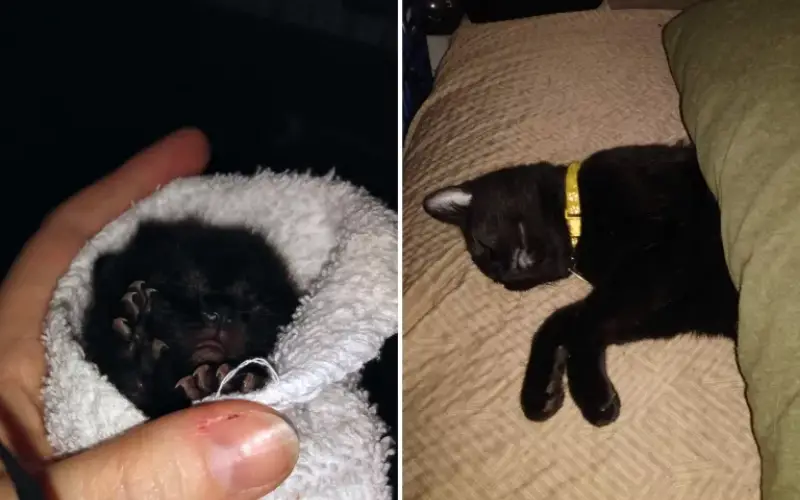 Amor felino, travessuras caninas e histórias emocionantes: os animais de estimação que conquistaram corações esta semana Amor felino, travessuras caninas e histórias emocionantes: os animais de estimação que conquistaram corações esta semana