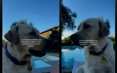 Hóspede recebe visita inesperada de cachorro em Airbnb e encanta web