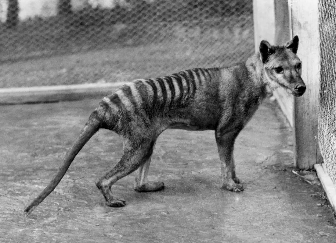 10 Animais Extintos que a Ciência Poderia Ressuscitar 10 Animais Extintos que a Ciência Poderia Ressuscitar