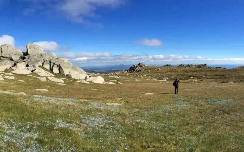 Mariposas Bogong usam o céu estrelado para navegar até cavernas nos Alpes Australianos, revela estudo Mariposas Bogong usam o céu estrelado para navegar até cavernas nos Alpes Australianos, revela estudo