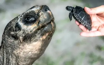 Goliath, tartaruga de Galápagos do Zoológico de Miami, comemora 135 anos e se torna pai pela primeira vez
