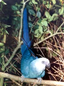 10 Animais Extintos que a Ciência Poderia Ressuscitar 10 Animais Extintos que a Ciência Poderia Ressuscitar