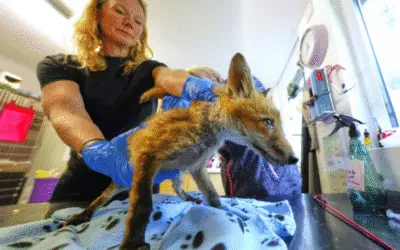 Resgatando Raposas em Londres: O Trabalho Silencioso de uma Heroína Urbana