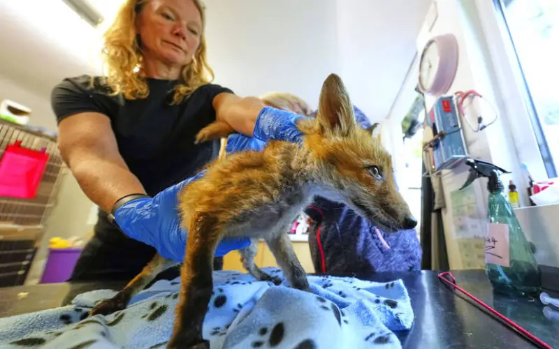 Resgatando Raposas em Londres: O Trabalho Silencioso de uma Heroína Urbana Nicki Townsend examinou no mês passado uma raposa que foi levada ao hospital pelo The Fox Project perto de Tonbridge, Inglaterra.Foto: AP