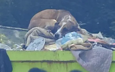 De Lixo ao Amor: A Transformação Comovente da Cachorra Sadie Após o Abandono