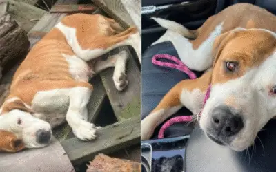 Milagre em St. Louis: cadela baleada sobrevive e encanta equipe de resgate com sua doçura