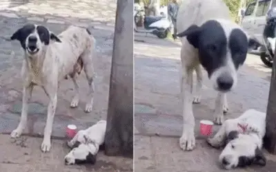 Amor de Mãe: Cadela Comove ao Pedir Ajuda para Salvar Filhote Ferido
