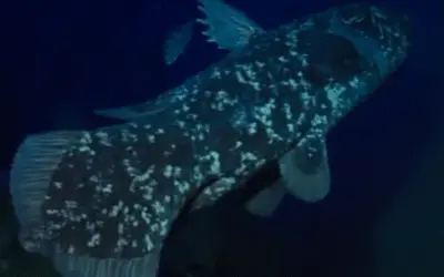 Celacanto: o peixe “fóssil vivo” que vive até 100 anos e tem gestação de 5 anos