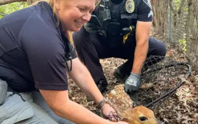 Polícia de Leawood Resgata Filhotes de Veado Órfãos e Ganha Novos Amigos na Natureza