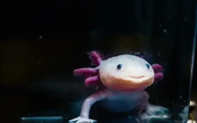 Você Perderia um Braço Para Crescer Outro? Axolotes Mostram Que Isso É Possível