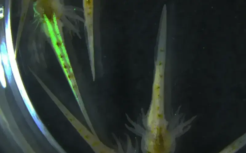 Você Perderia um Braço Para Crescer Outro? Axolotes Mostram Que Isso É Possível Os axolotes não brilham naturalmente no escuro — eles foram geneticamente modificados para entender melhor como usam o ácido retinóico para fazer crescer membros perdidos • Timothy Duerr