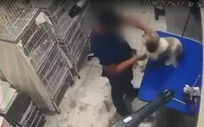 Cachorra agredida durante tosa em pet shop: a verdade só veio com as câmeras
