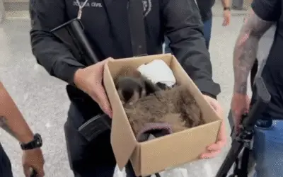 Casal é Flagado com Pães e Sedativos ao Tentar Capturar Macacos no Jardim Botânico