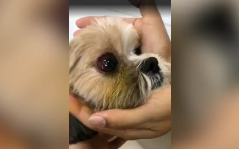 Cachorra agredida durante tosa em pet shop: a verdade só veio com as câmeras Cachorra agredida durante tosa em pet shop: a verdade só veio com as câmeras