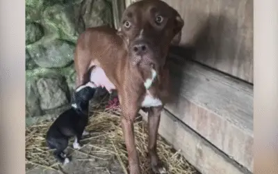 Cadela que Sobreviveu ao Abandono Salva Seus Filhotes e Agora Busca um Lar Amoroso