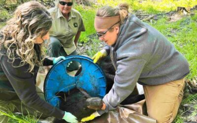 Urso Preto é Resgatado em Michigan Após Passar Dois Anos com Tampa Presa ao Pescoço