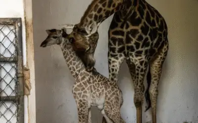 Nascimento de girafa ameaçada de extinção emociona visitantes do Zoológico de São Paulo