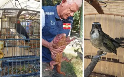 Animais Silvestres Ilegais São Apreendidos em SC