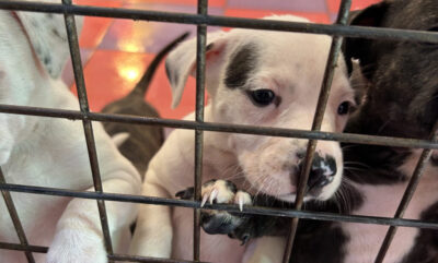 Lei de Bem-Estar Animal na Espanha: uma promessa que virou polêmica e abandono em massa