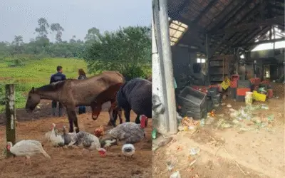 Operação Resgata Mais de 160 Animais em Situação de Maus-Tratos em Joinville