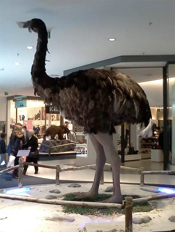 10 Animais Extintos que a Ciência Poderia Ressuscitar 10 Animais Extintos que a Ciência Poderia Ressuscitar