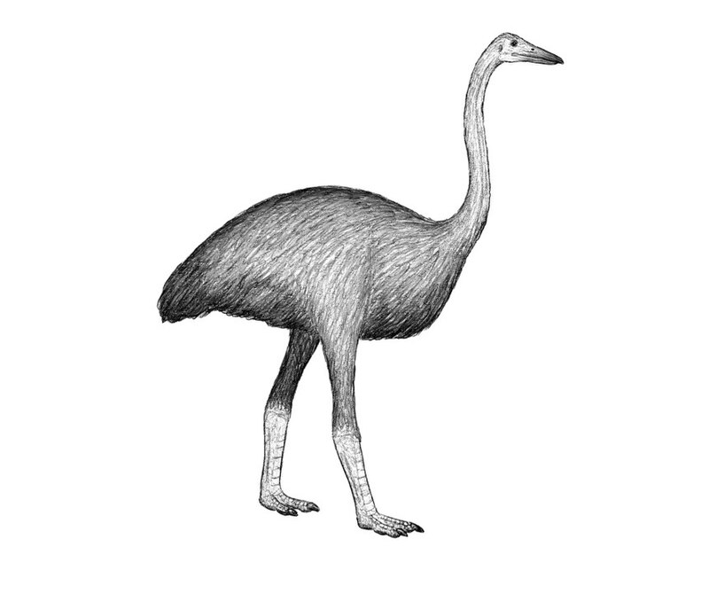 10 Animais Extintos que a Ciência Poderia Ressuscitar 10 Animais Extintos que a Ciência Poderia Ressuscitar
