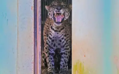 Projeto de lei proíbe alimentar animais silvestres em MS