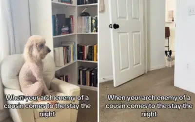 Rivalidade Canina Viraliza no TikTok: Mini Goldendoodle Enfrenta Chihuahua em Cena Hilariante