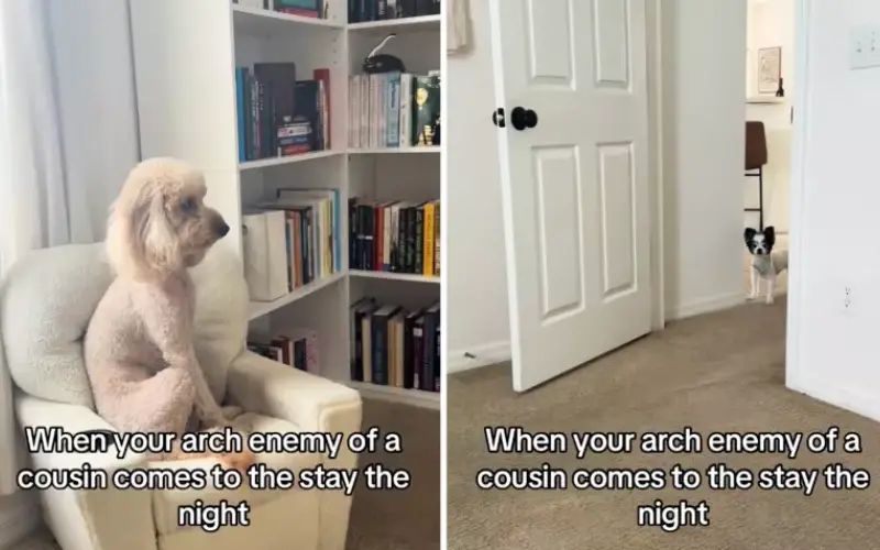 Rivalidade Canina Viraliza no TikTok: Mini Goldendoodle Enfrenta Chihuahua em Cena Hilariante Piper, à esquerda, e Trixie, à direita, se envolvem em um impasse em casa. @loganmakenzee/@loganmakenzee