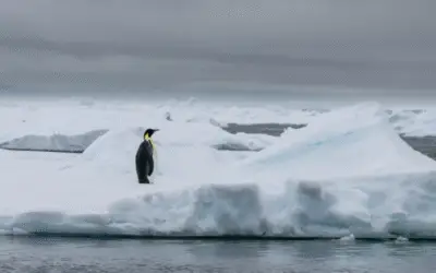 População de Pinguins-Imperadores na Antártida Cai 22% em 15 Anos, Aponta Estudo Alarmante