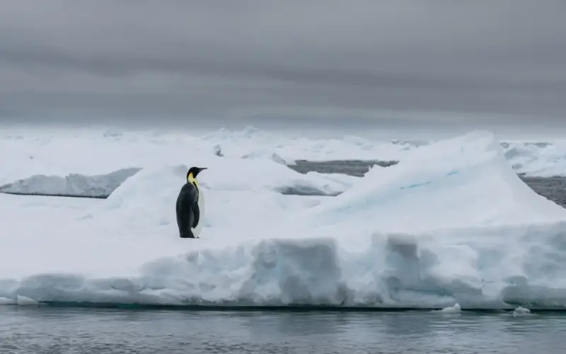 População de Pinguins-Imperadores na Antártida Cai 22% em 15 Anos, Aponta Estudo Alarmante População de Pinguins-Imperadores na Antártida Cai 22% em 15 Anos, Aponta Estudo Alarmante