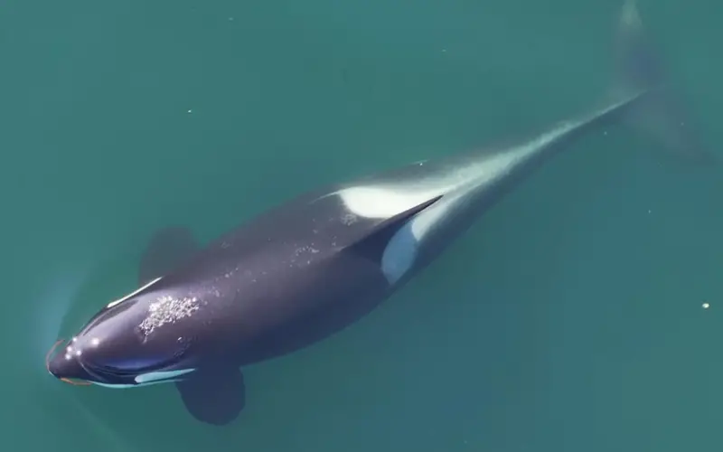 Orcas são vistas criando ferramentas com algas: descoberta inédita revela inteligência e cultura marinha Orcas são vistas criando ferramentas com algas: descoberta inédita revela inteligência e cultura marinha