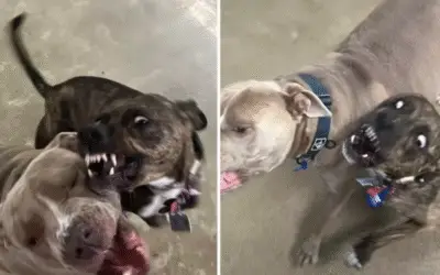 Cachorrinha com Olhos Arregalados Viraliza Após Visita à Creche Canina