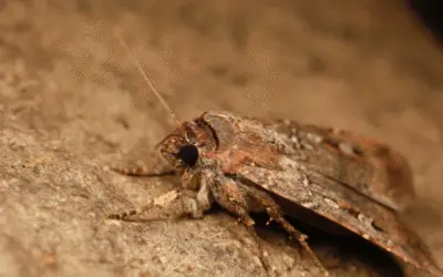 Mariposas Bogong usam o céu estrelado para navegar até cavernas nos Alpes Australianos, revela estudo
