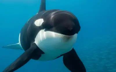 Orcas são vistas criando ferramentas com algas: descoberta inédita revela inteligência e cultura marinha