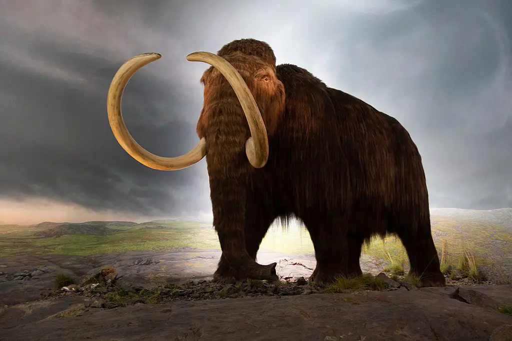 10 Animais Extintos que a Ciência Poderia Ressuscitar 10 Animais Extintos que a Ciência Poderia Ressuscitar