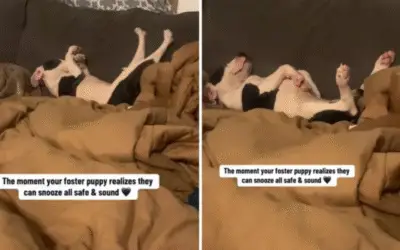 Cão Resgatado Derrete Corações ao Relaxar Pela Primeira Vez em Novo Lar