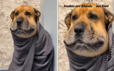 Cachorro leva picada de cascavel no rosto e viraliza no TikTok com “olhar de arrependimento”