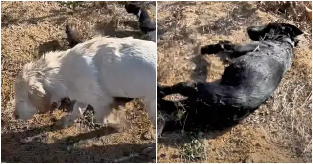 Resgate Inesperado: A História de Superação de Dois Cães Abandonados no Rio Poluído Resgate Inesperado: A História de Superação de Dois Cães Abandonados no Rio Poluído