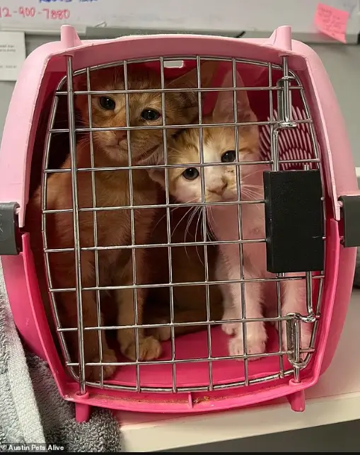 Enchentes no Texas: milhares de animais de estimação desaparecem e equipes de resgate intensificam buscas Enchentes no Texas: milhares de animais de estimação desaparecem e equipes de resgate intensificam buscas