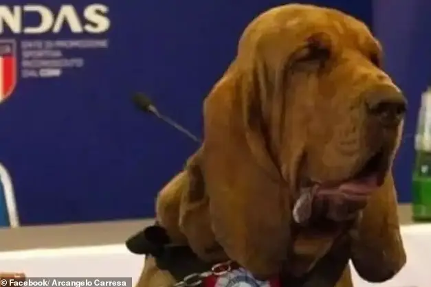 Cão farejador herói é morto com salsichas recheadas de pregos na Itália Cão farejador herói é morto com salsichas recheadas de pregos na Itália