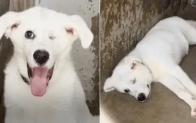 Após 432 Dias de Espera, Cão Com Um Olho Só É Finalmente Adotado e Ganha o Final Feliz Que Merecia