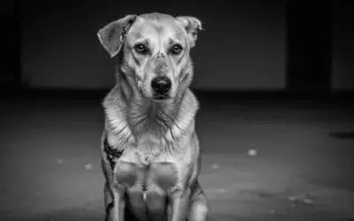 Câmara aprova fim dos testes com animais em cosméticos e produtos de higiene
