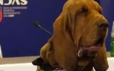 Cão farejador herói é morto com salsichas recheadas de pregos na Itália