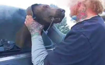 Delegado Salva Cachorro Preso em SUV em Chamas em Resgate Heróico no Colorado