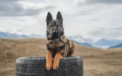 Cães de Guarda de Luxo: A Nova Tendência Entre os Super-Ricos