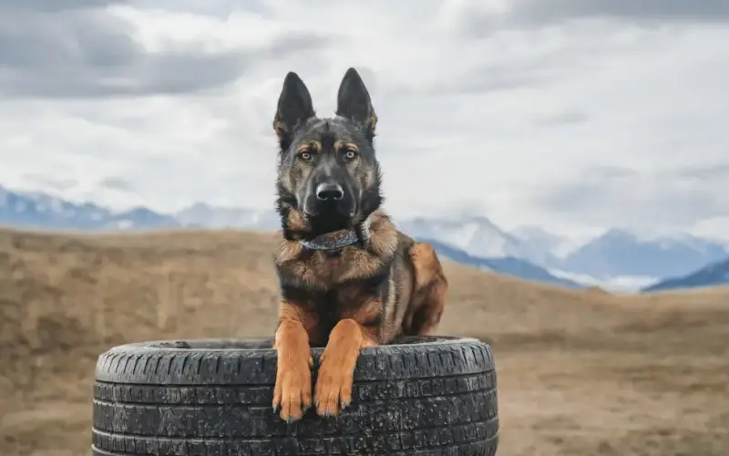Cães de Guarda de Luxo: A Nova Tendência Entre os Super-Ricos Cães de Guarda de Luxo: A Nova Tendência Entre os Super-Ricos